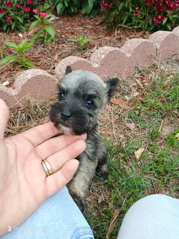 Miss PepperHappy Mother's Day 💓 – Miniature Schnauzer puppy for sale in Hugo, OK