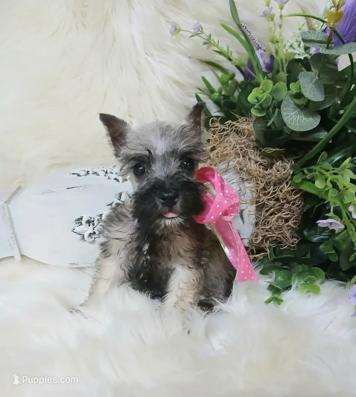 Miss PepperHappy Mother's Day 💓 – Miniature Schnauzer puppy for sale in Hugo, OK