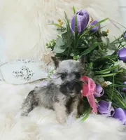 Lil Miss Pepper READY to Go!, a female Miniature Schnauzer for sale in Hugo, OK – 7 of 7