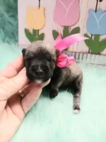 Lil  Miss Pepper, a female Miniature Schnauzer for sale in Hugo, OK – Photo 1 of 3