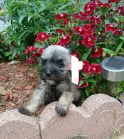 Lil Miss Pepper READY to Go!, a female Miniature Schnauzer for sale in Hugo, OK – 6 of 7