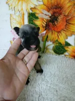 Miss PepperHappy Mother's Day 💓, a female Miniature Schnauzer for sale in Hugo, OK – Photo 3 of 7