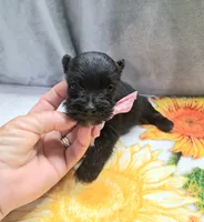 Lil Ella Ready for New Home 💞, a female Miniature Schnauzer for sale in Hugo, OK – 6 of 7