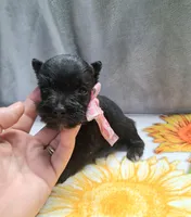 Lil Ella Ready for New Home 💞, a female Miniature Schnauzer for sale in Hugo, OK – 5 of 7