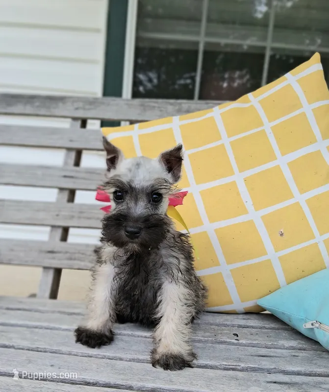 Lil Miss Pepper READY to Go! – Miniature Schnauzer puppy for sale in Hugo, OK