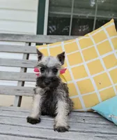 Lil Miss Pepper READY to Go!, a female Miniature Schnauzer for sale in Hugo, OK – 1 of 7