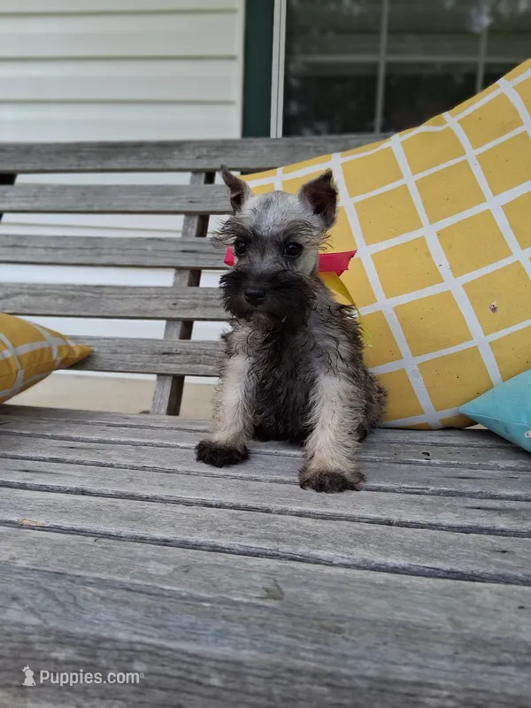 Lil Miss Pepper READY to Go! – Miniature Schnauzer puppy for sale in Hugo, OK
