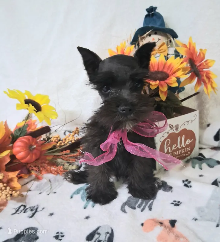 Lil Ella I NEED A NEW FAMILY 💞 – Miniature Schnauzer puppy for sale in Hugo, OK