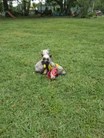 Lil Miss Pepper Small Girl!, a female Miniature Schnauzer for sale in Hugo, OK – 3 of 9
