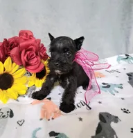 Lil Ella Ready for New Home 💞, a female Miniature Schnauzer for sale in Hugo, OK – 2 of 7