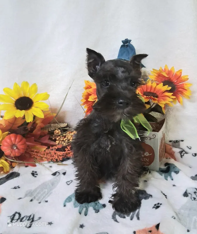 Lil Daisy Ready for New Home💓 – Miniature Schnauzer puppy for sale in Hugo, OK