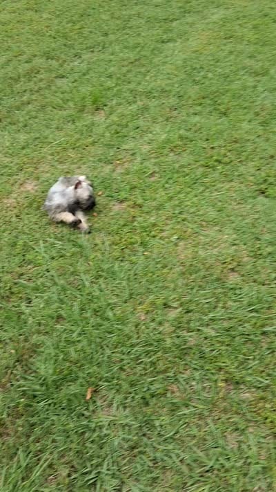 Lil Miss Pepper Small Girl!, a female Miniature Schnauzer for sale in Hugo, OK – 9 of 9