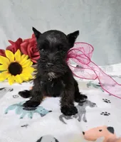 Lil Ella Ready for New Home 💞, a female Miniature Schnauzer for sale in Hugo, OK – 1 of 7