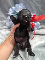 Mr. Shadow pending, a male Miniature Schnauzer for sale in Hugo, OK – 5 of 5