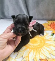Lil Miss Lucy, a female Miniature Schnauzer for sale in Hugo, OK – 5 of 7