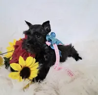 Lil Miss LucyPRECIOUS ❤️, a female Miniature Schnauzer for sale in Hugo, OK – 3 of 8