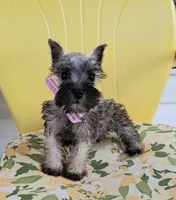 Lil Princess Ready to Go!♥️ , a female Miniature Schnauzer for sale in Hugo, OK – 2 of 8
