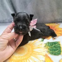 Lil Miss Lucy, a female Miniature Schnauzer for sale in Hugo, OK – 6 of 7