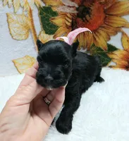 Lil Miss DaisyPending, a female Miniature Schnauzer for sale in Hugo, OK – Photo 2 of 7
