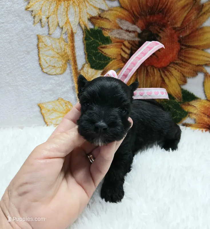 Lil Miss Daisy – Miniature Schnauzer puppy for sale in Hugo, OK