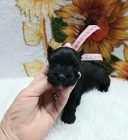 Lil Miss DaisyPending, a female Miniature Schnauzer for sale in Hugo, OK – Photo 1 of 7