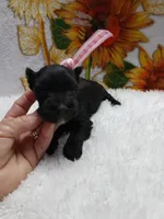 Lil Miss DaisyPending, a female Miniature Schnauzer for sale in Hugo, OK – Photo 4 of 7