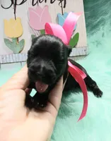 Lil Miss Daisy, a female Miniature Schnauzer for sale in Hugo, OK – Photo 1 of 3