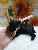 Lil Miss DaisyPending, a female Miniature Schnauzer for sale in Hugo, OK – Photo 3 of 7