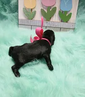 Lil Miss Daisy, a female Miniature Schnauzer for sale in Hugo, OK – Photo 3 of 3