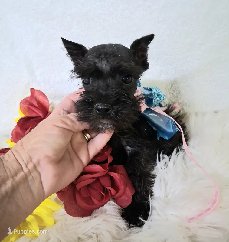 Lil Miss Lucy – Miniature Schnauzer puppy for sale in Hugo, OK