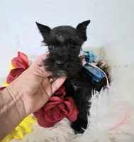 Lil Miss LucyPRECIOUS ❤️, a female Miniature Schnauzer for sale in Hugo, OK – 1 of 8