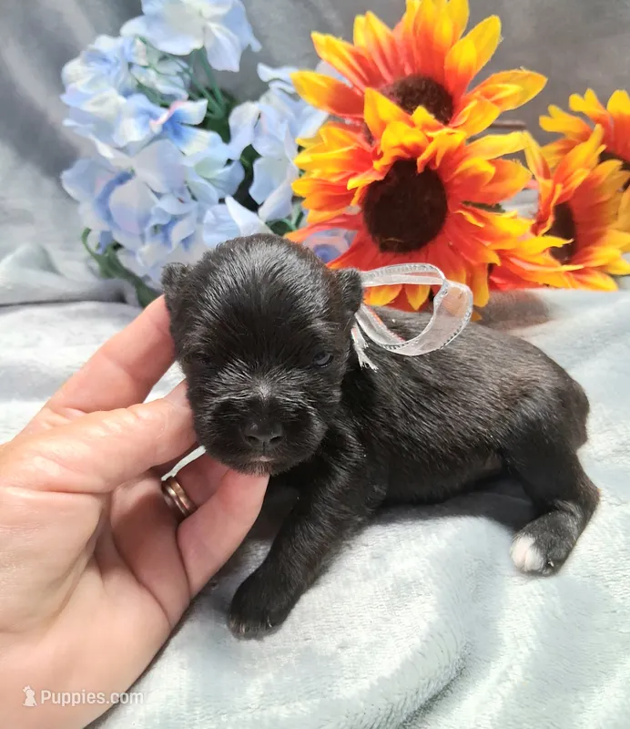 Lil Miss Lucy – Miniature Schnauzer puppy for sale in Hugo, OK