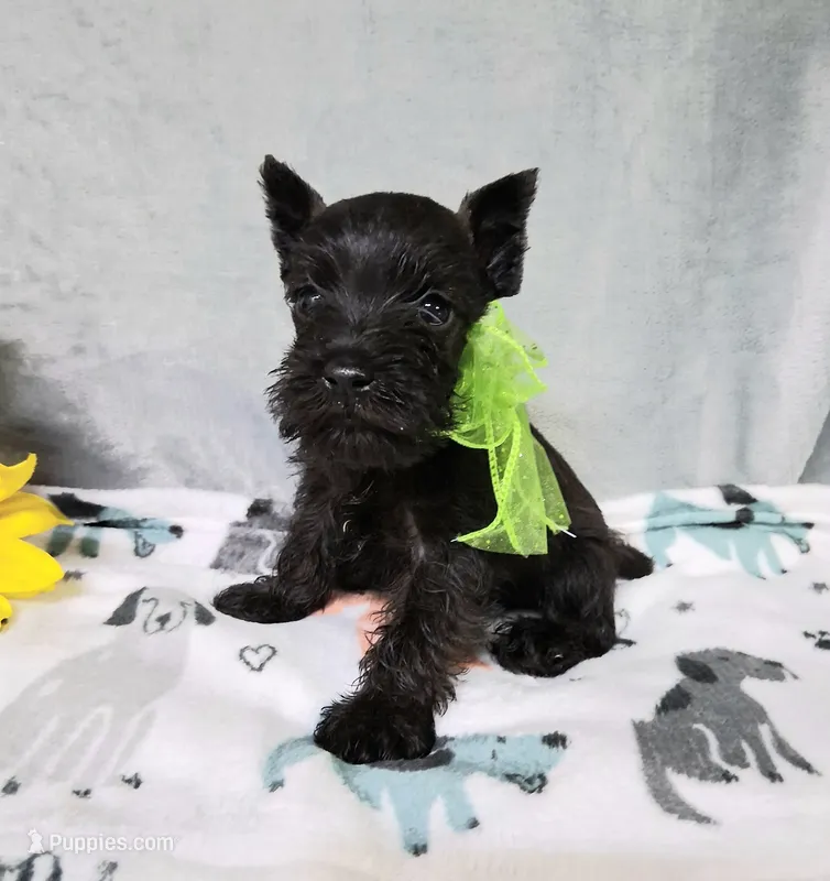 Lil Miss Lucy – Miniature Schnauzer puppy for sale in Hugo, OK
