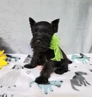 Lil Miss Lucy, a female Miniature Schnauzer for sale in Hugo, OK – 1 of 7