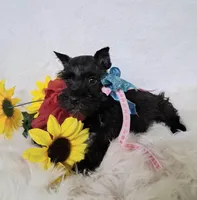 Lil Miss LucyPRECIOUS ❤️, a female Miniature Schnauzer for sale in Hugo, OK – 4 of 8