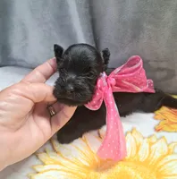 Lil Daisy pending, a female Miniature Schnauzer for sale in Hugo, OK – 6 of 7
