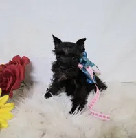 Lil Miss LucyPRECIOUS ❤️, a female Miniature Schnauzer for sale in Hugo, OK – 2 of 8