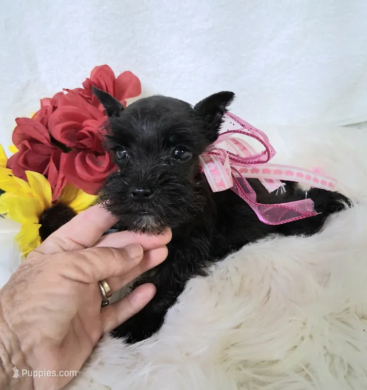 Lil Ella I NEED A NEW FAMILY 💞 – Miniature Schnauzer puppy for sale in Hugo, OK