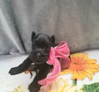 Lil Daisy pending, a female Miniature Schnauzer for sale in Hugo, OK – 5 of 7