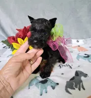 Lil Daisy pending, a female Miniature Schnauzer for sale in Hugo, OK – 2 of 7