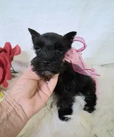 Lil Ella I NEED A NEW FAMILY 💞, a female Miniature Schnauzer for sale in Hugo, OK – 2 of 7