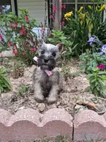 Lil Princess Ready to Go!♥️ , a female Miniature Schnauzer for sale in Hugo, OK – 4 of 8