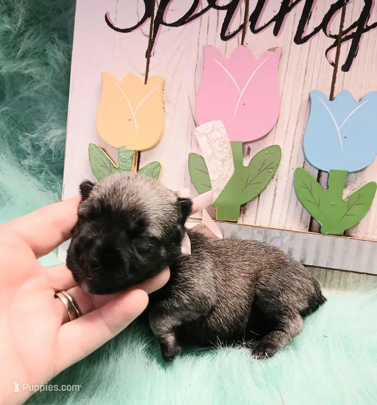 Lil Princess – Miniature Schnauzer puppy for sale in Hugo, OK