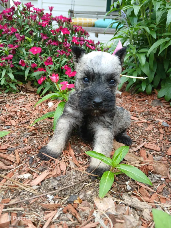 Lil PrincessHappy Mother's Day ♥️  – Miniature Schnauzer puppy for sale in Hugo, OK