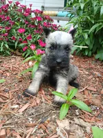 Lil Princess Ready to Go!♥️ , a female Miniature Schnauzer for sale in Hugo, OK – 8 of 8
