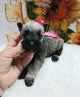 Lil PrincessHappy Mother's Day ♥️ , a female Miniature Schnauzer for sale in Hugo, OK – Photo 1 of 3