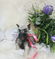 Lil Princess Ready to Go!♥️ , a female Miniature Schnauzer for sale in Hugo, OK – 7 of 8