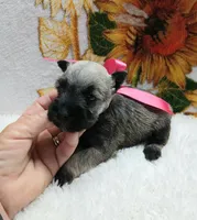 Lil PrincessHappy Mother's Day ♥️ , a female Miniature Schnauzer for sale in Hugo, OK – Photo 2 of 3