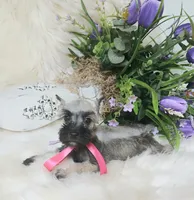 Lil Princess Ready to Go!♥️ , a female Miniature Schnauzer for sale in Hugo, OK – 6 of 8
