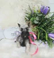 Lil Princess Ready to Go!♥️ , a female Miniature Schnauzer for sale in Hugo, OK – 5 of 8